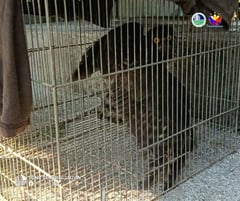 State workers rescue Brown Hawk Owl in Tarlac City