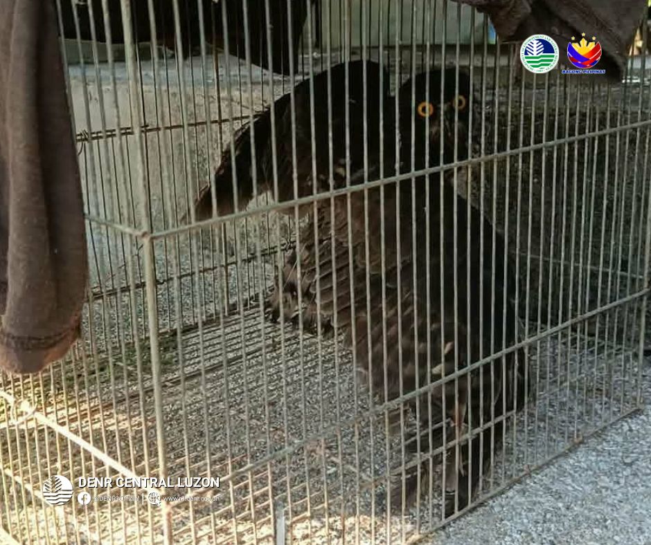 State workers rescue Brown Hawk Owl in Tarlac City