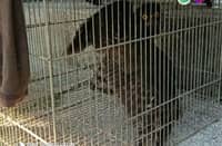 A juvenile Brown Hawk Owl (𝘕𝘪𝘯𝘰𝘹 𝘴𝘤𝘶𝘵𝘶𝘭𝘢𝘵𝘢) that was rescued in Tarlac City.