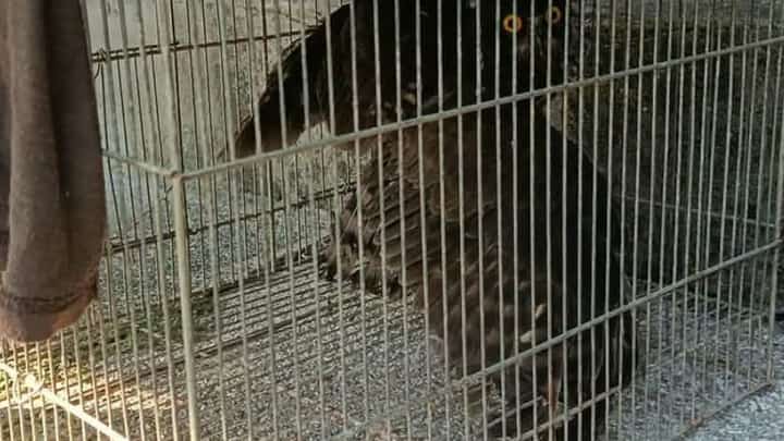 A juvenile Brown Hawk Owl (𝘕𝘪𝘯𝘰𝘹 𝘴𝘤𝘶𝘵𝘶𝘭𝘢𝘵𝘢) that was rescued in Tarlac City.