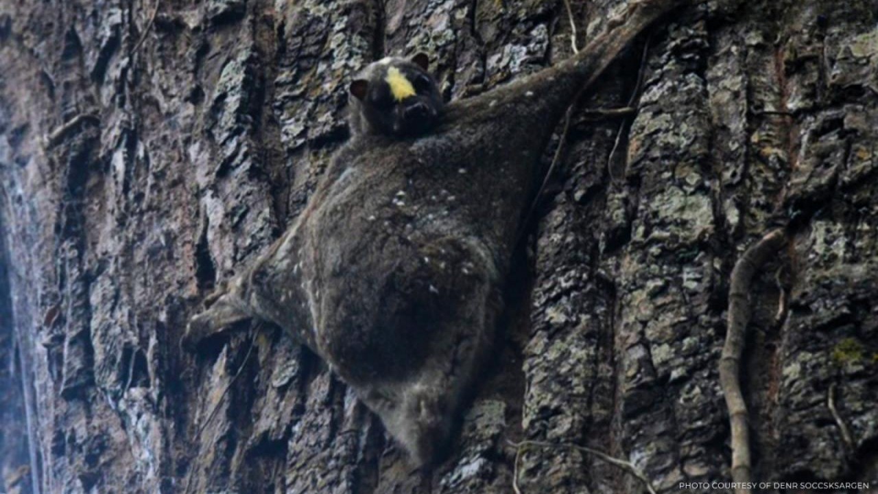 
Bihirang paglitaw ng flying lemur sa Mt. Apo Natural Park, nasaksihan
