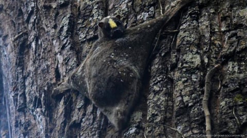 
Bihirang paglitaw ng flying lemur sa Mt. Apo Natural Park, nasaksihan