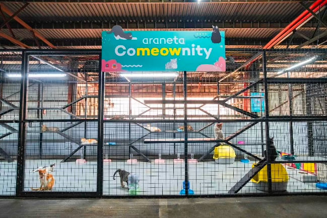 Araneta City launches ‘CoMEOWnity’ for stray cat welfare