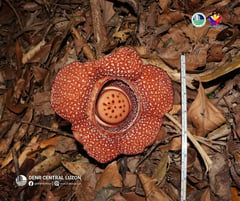 Rare Rafflesia found in Bulacan
