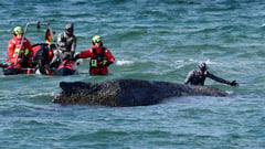 Beached whale grips, divides Germany