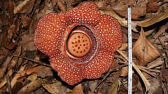 DENR reports rare flower rediscovery