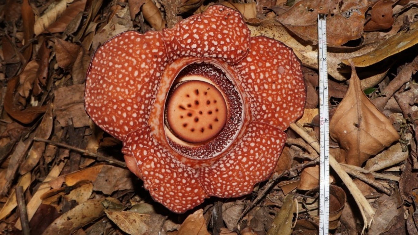 DENR reports rare flower rediscovery