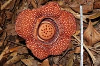 THE Department of Environment and Natural Resources Central Luzon has confirmed a new sighting of the rare Rafflesia lagascae within the forests of Doña Remedios Trinidad, Bulacan. The discovery was made during a Forest Resources Assessment conducted by the CENRO Baliwag in partnership with the DRT Municipal Environment Office.