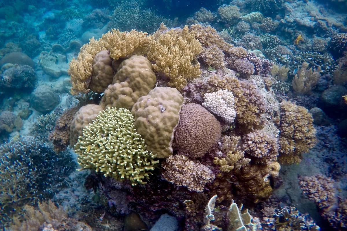 CORALS are dazzling underwater riches.