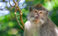 Benguet macaque caught after raiding residents’ food in La Trinidad