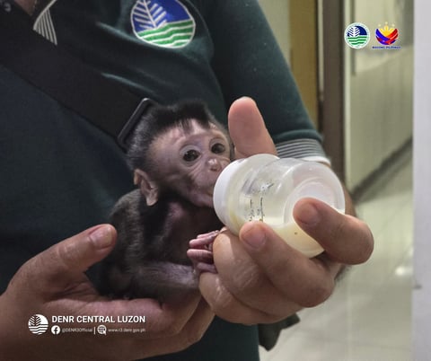 Juvenile macaque rescued in Bulacan, 
