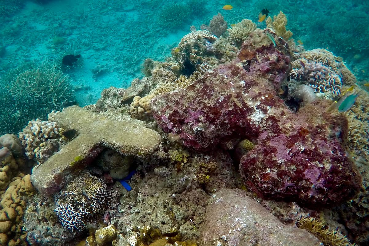 REMNANTS of a cemetary now filled with corals.
