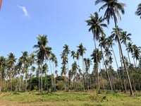 Millions of coconut seedlings to renew farms 