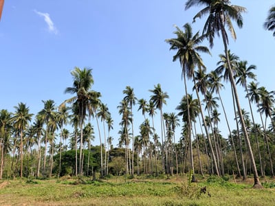 Millions of coconut seedlings to renew farms 