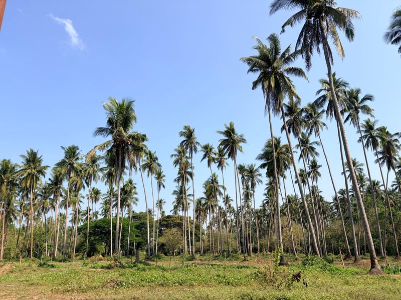 Millions of coconut seedlings to renew farms 