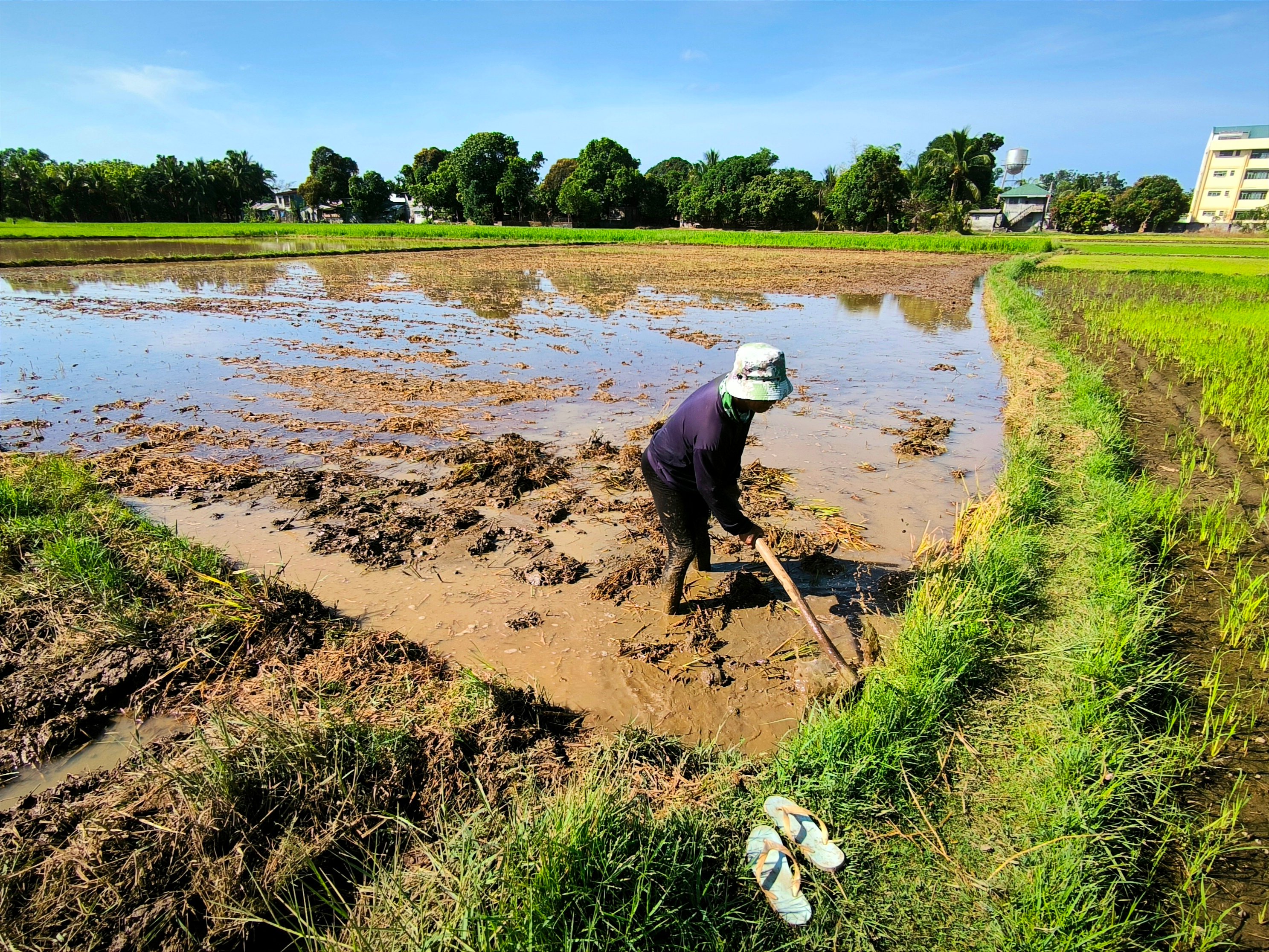 PIDS backs regional push for stronger Southeast Asian agriculture