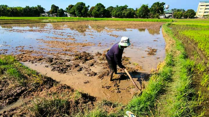 A farmer prepares his field for another planting cycle of palay, tilling and leveling the soil under the summer sun as the agricultural season continues in this coastal town of Morong.
