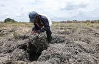 El Niño threat spurs food supply measures
