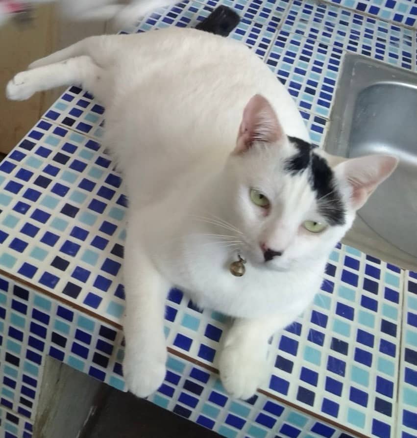 MING ming cools off.
