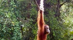 Orangutan uses Indonesia canopy bridge in 'world first': NGO