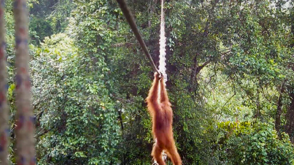 Orangutan crosses canopy bridge, a ‘world first’