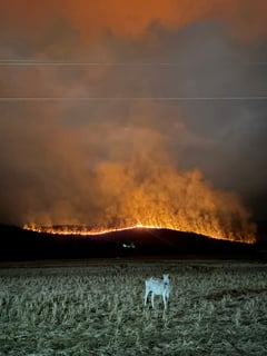 Carranglan fire razes 200 hectares of mountain land