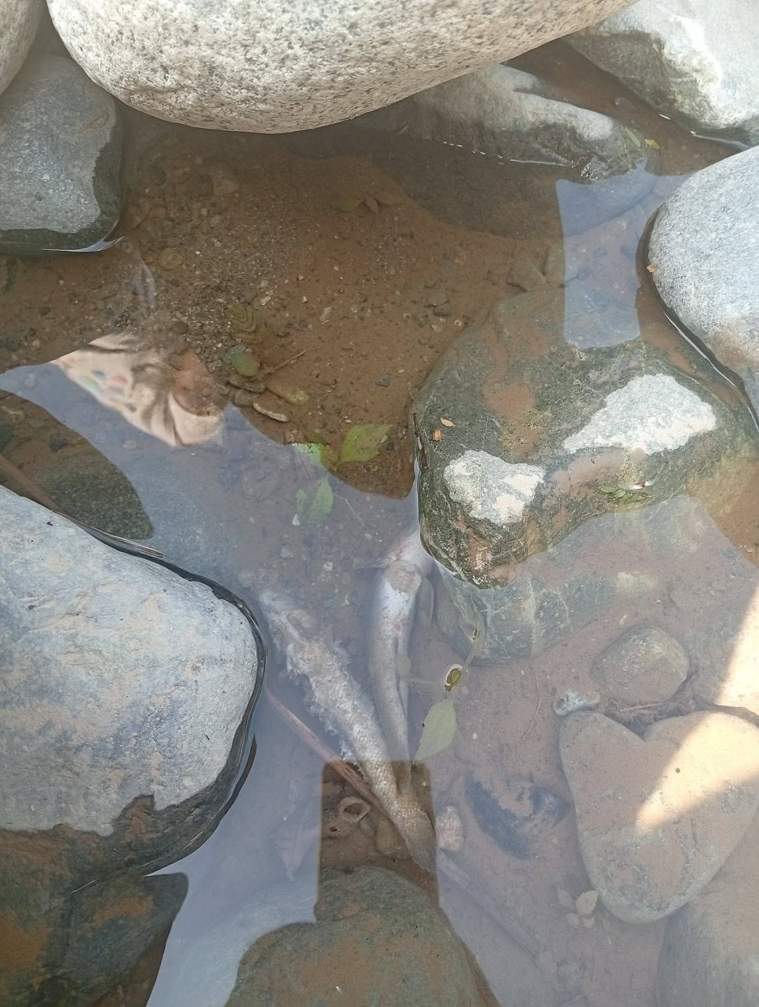 Poisoning kills fish in Amburayan River, Kapangan