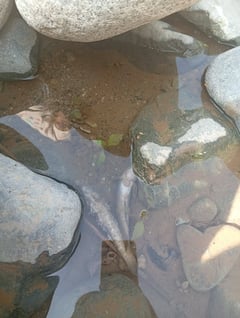 Poisoning kills fish in Amburayan River, Kapangan