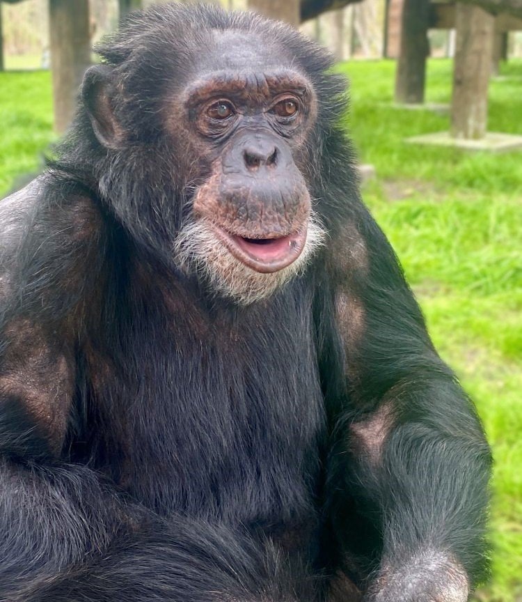 Bubbles is now living a peaceful life in the sanctuary.