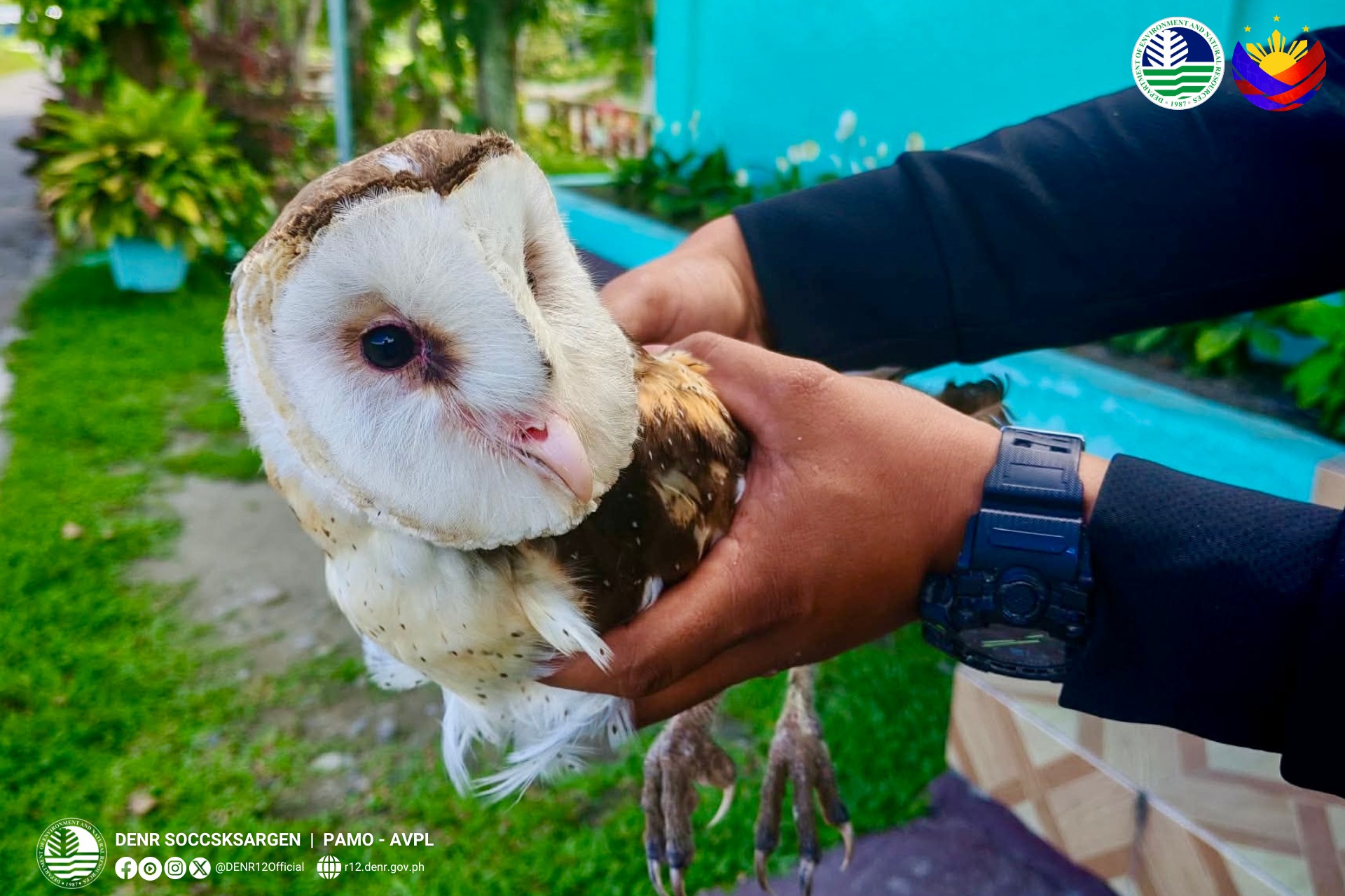 Injured grass owl rescued in Lake Sebu