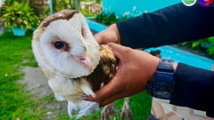 Injured grass owl rescued