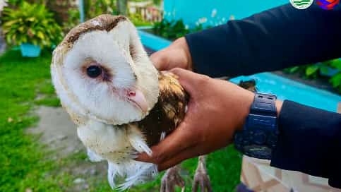 Injured grass owl rescued