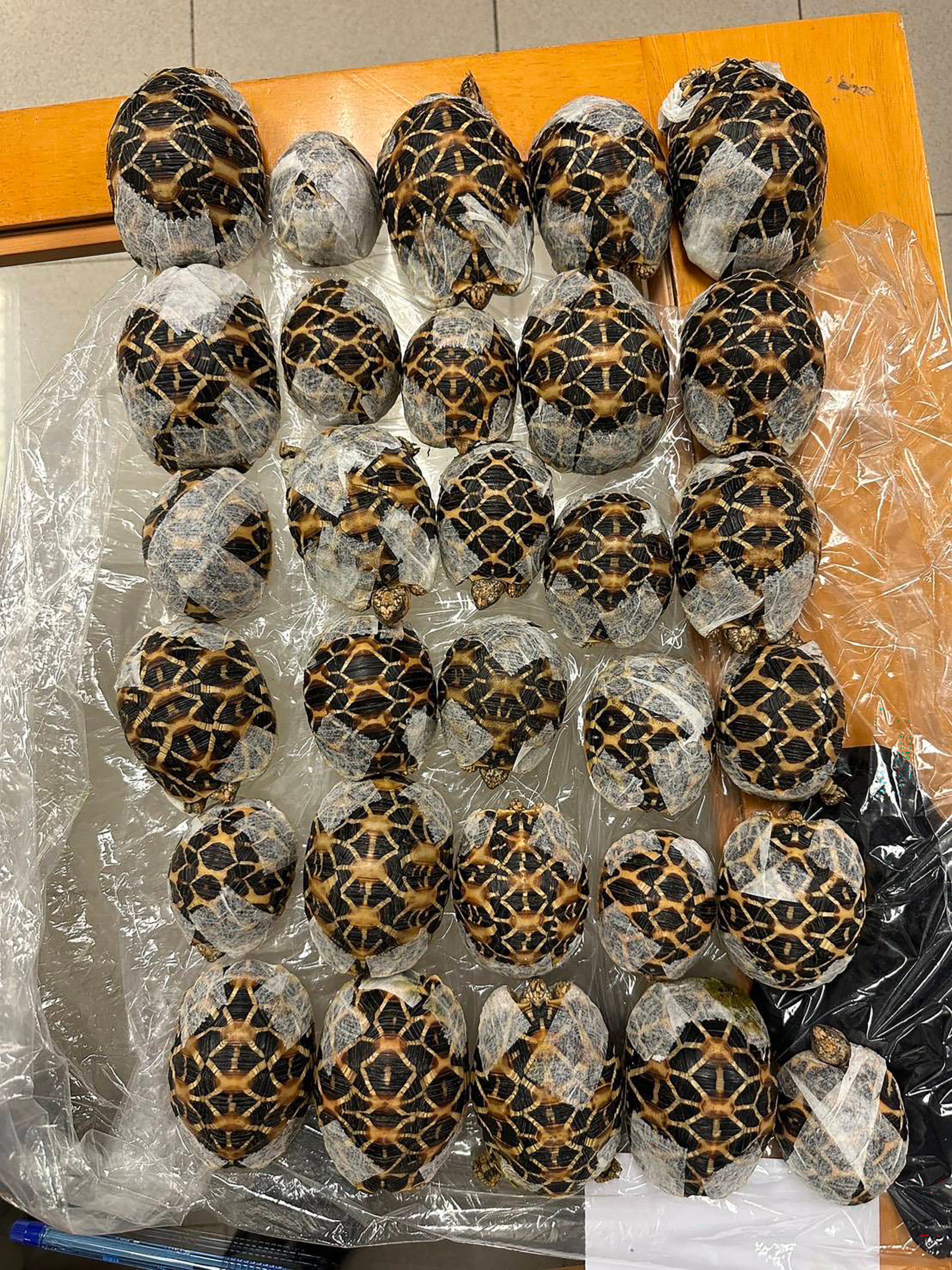 Teen with 30 tortoises under clothes nabbed at Thai airport