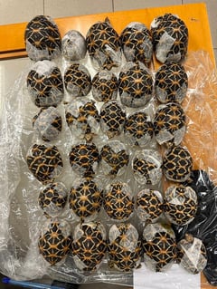 Teen with 30 tortoises under clothes nabbed at Thai airport