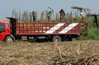 WORKERS load harvested sugarcane onto a truck in Negros.
