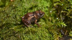 New miniature frog species found