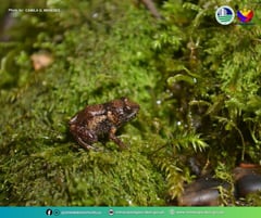 New frog species found in Mt. Guiting-Guiting
