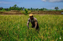 DA sees rice revival as palay prices surge