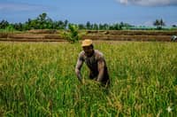 DA sees rice revival as palay prices surge