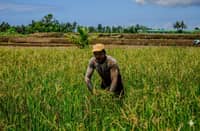 A FARMER contorts to plant rice seedlings at a rice paddy in Bagac, Bataan to produce the staple food of the Filipinos. The farmgate price of palay has dropped to P8 per kilo in some parts of Central Luzon, which may force some farmers to stop planting rice.