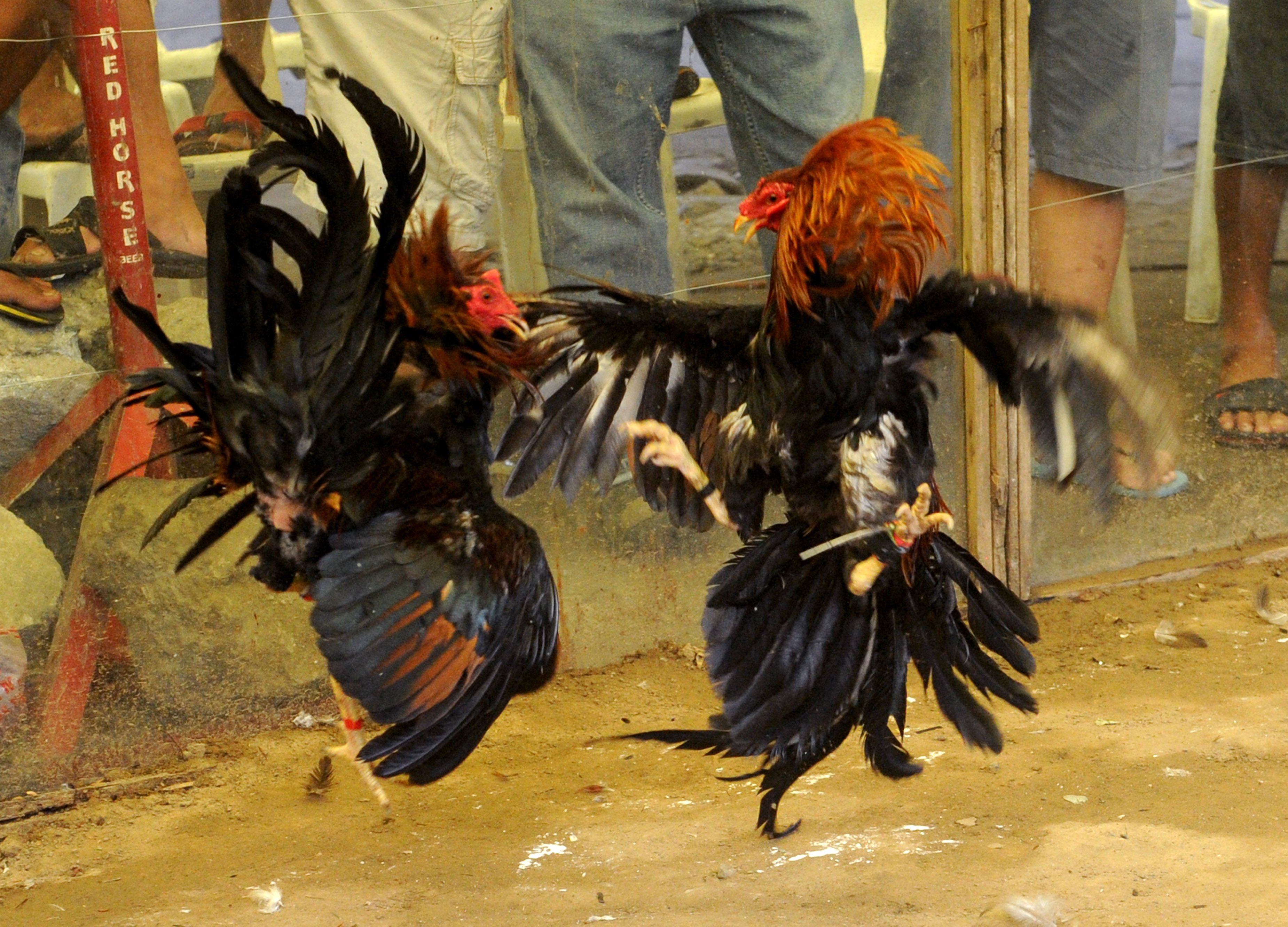 Korean Air halts U.S. rooster shipments to Phl
