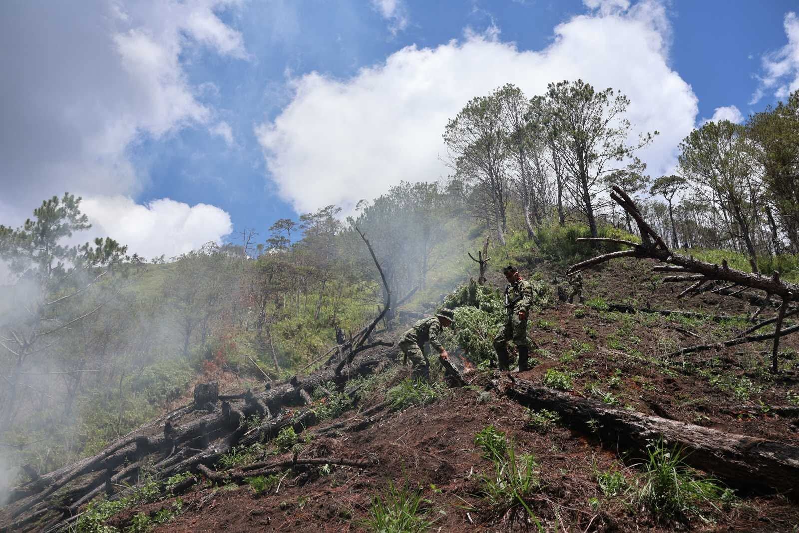 P31.36-M marijuana destroyed in Cordillera anti-drug operation