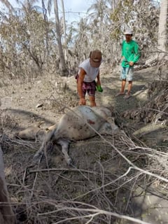 Mayon ashfall devastates Camalig farms, kills livestock