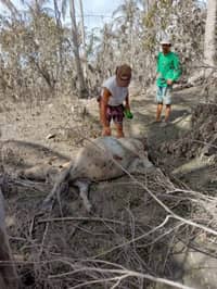 Mayon ashfall devastates Camalig farms, kills livestock