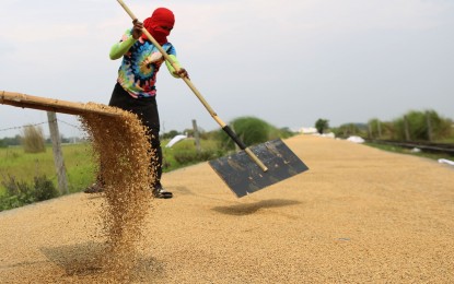 Palay prices jump 30% in August