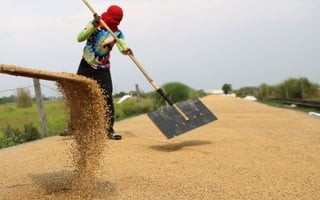 Palay prices jump 30% in August