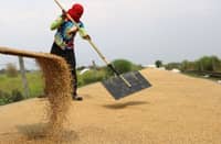 A FARMER scatters his palay harvest to dry in the heat of the sun in Nueva Ecija.