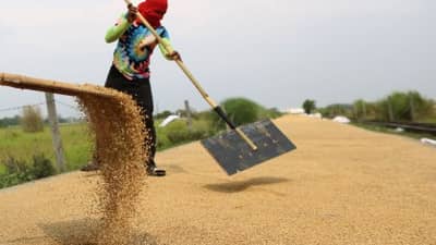 A FARMER scatters his palay harvest to dry in the heat of the sun in Nueva Ecija.