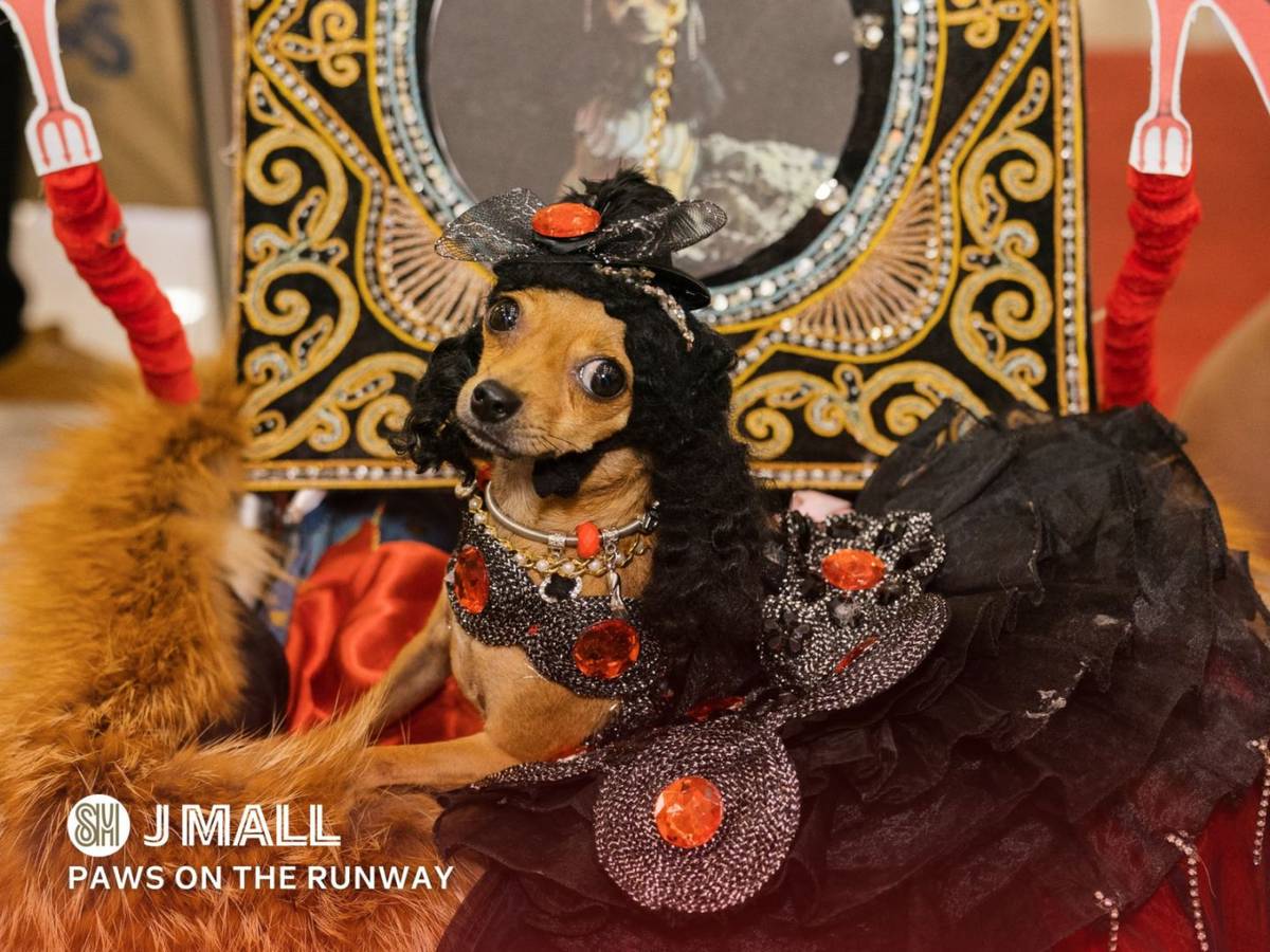 A SMALL dog dressed in an elaborate black-and-red costume with jeweled accessories poses during the 'Paws on the Runway' fashion showcase at SM J Mall, highlighting creative pet styling inspired by high fashion.