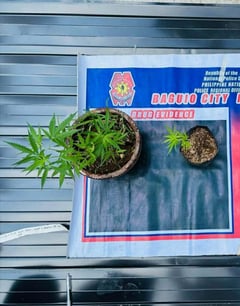 Cops hunt for individual who planted illegal plants in Baguio pots